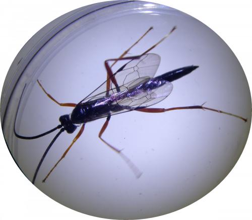 Réf. 281 816 : Buathra sp.
